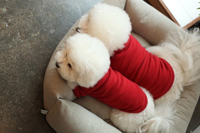 即納 Soft Long Turtleneck レッド