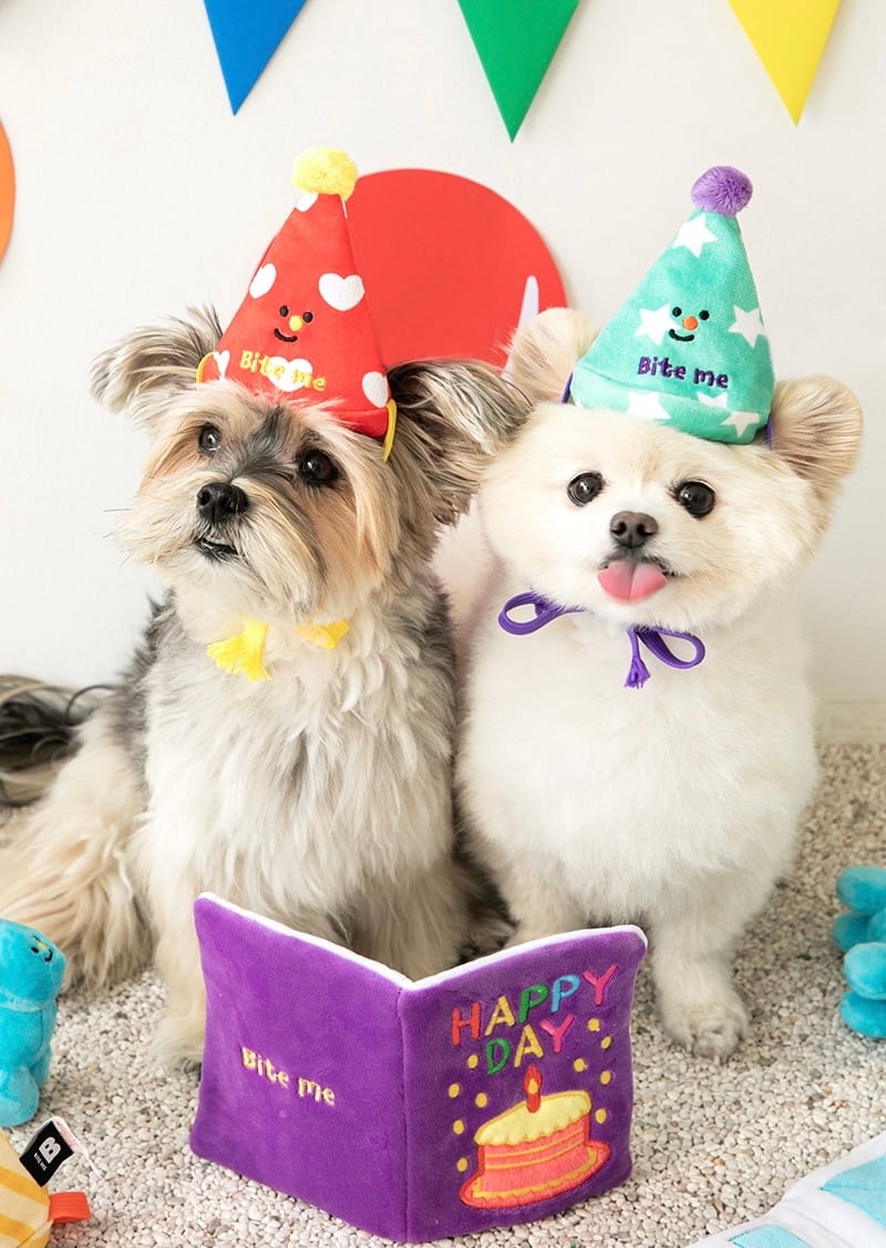 即納 Birthday party card nose work toy