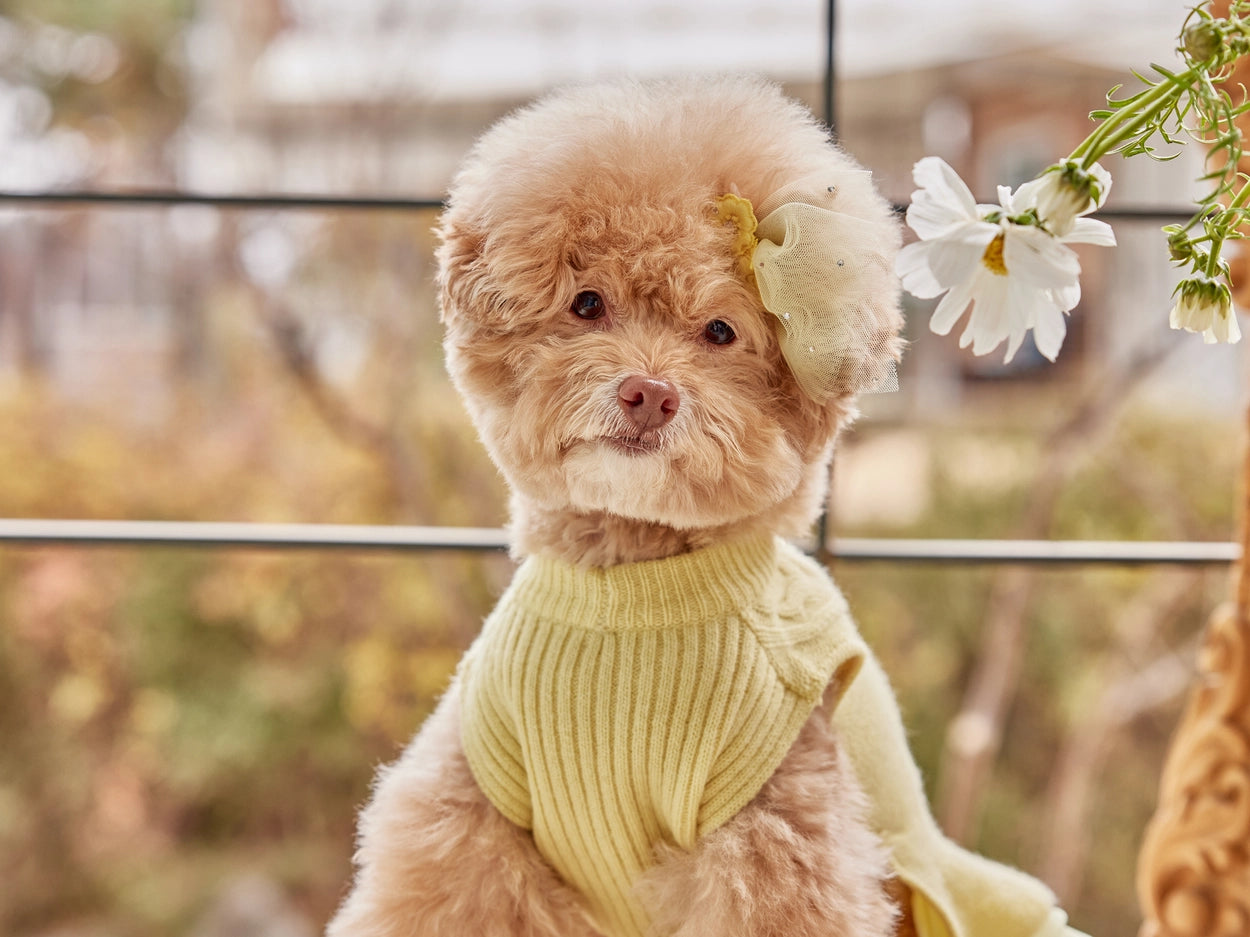 即納 Winterbelle cashmere knit dress イエロー