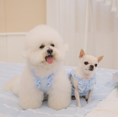 即納 Airish Frill Top ブルー