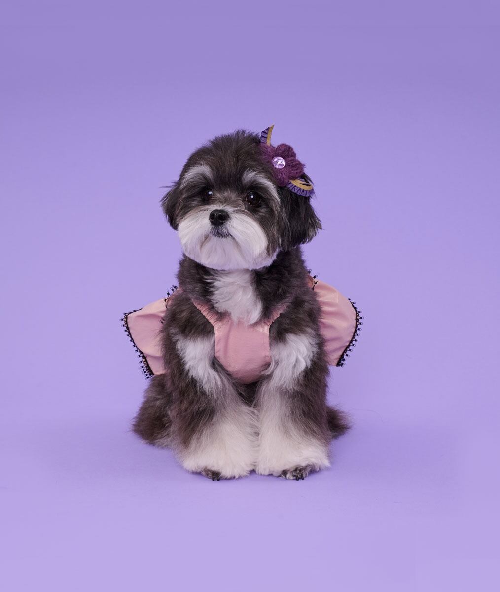 即納 Coco Ruru