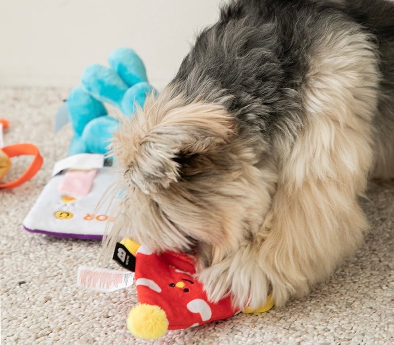 即納 Birthday party card nose work toy