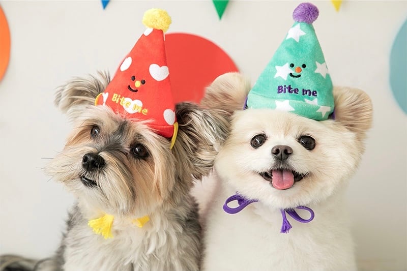 即納 Birthday party card nose work toy