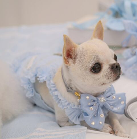 即納 Airish Frill Top ブルー