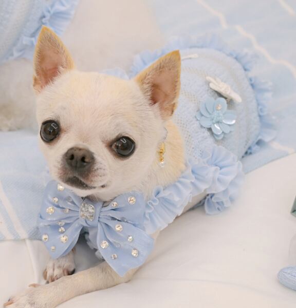 即納 Airish Frill Top ブルー