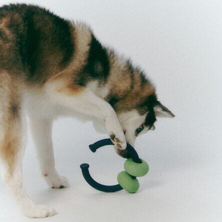 即納 Dango Ring バターイエロー|Nose Work Toy