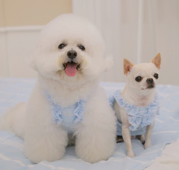 即納 Airish Frill Top ブルー