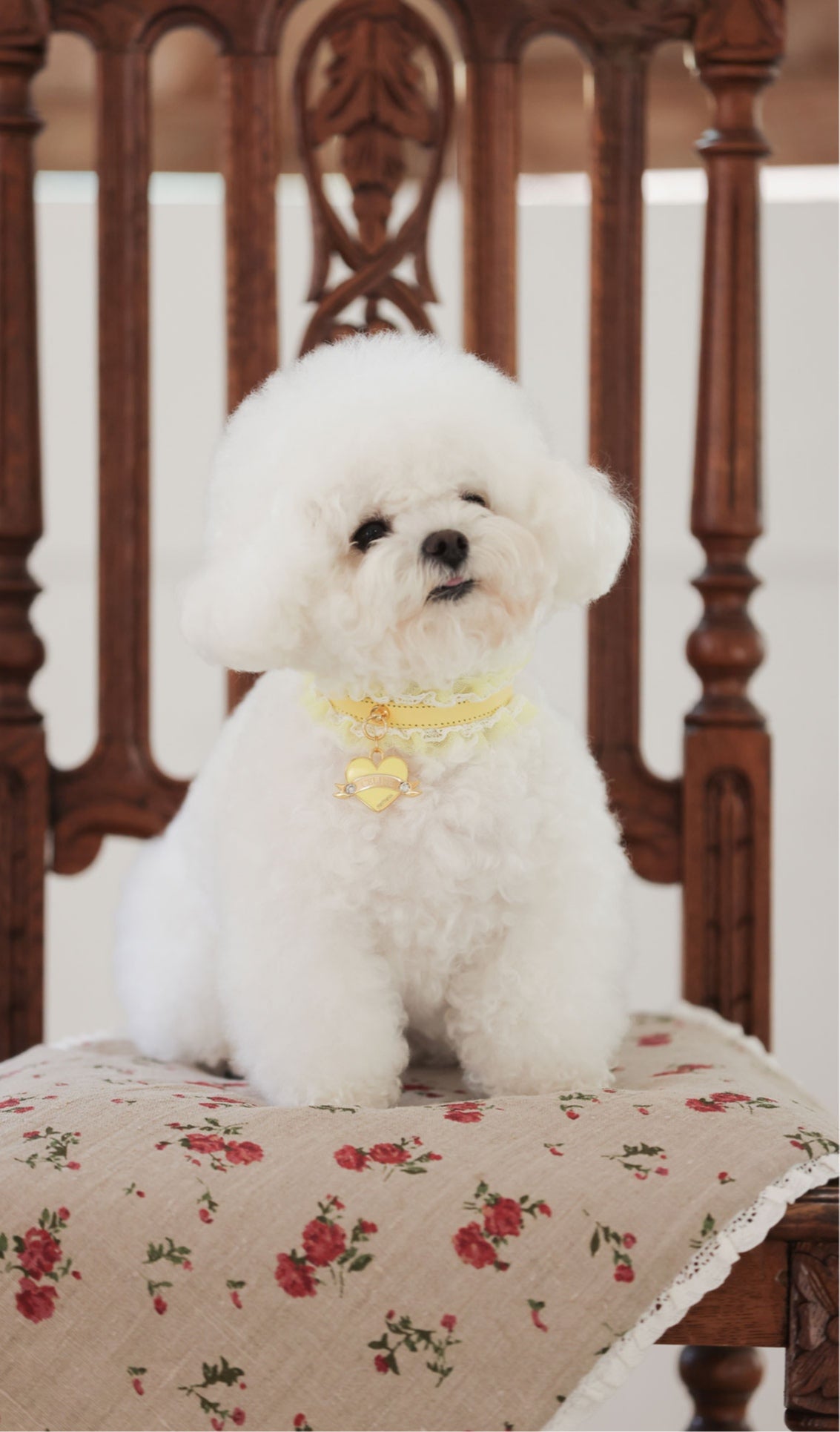 Sherbet Lace Collar【迷子札】レモン