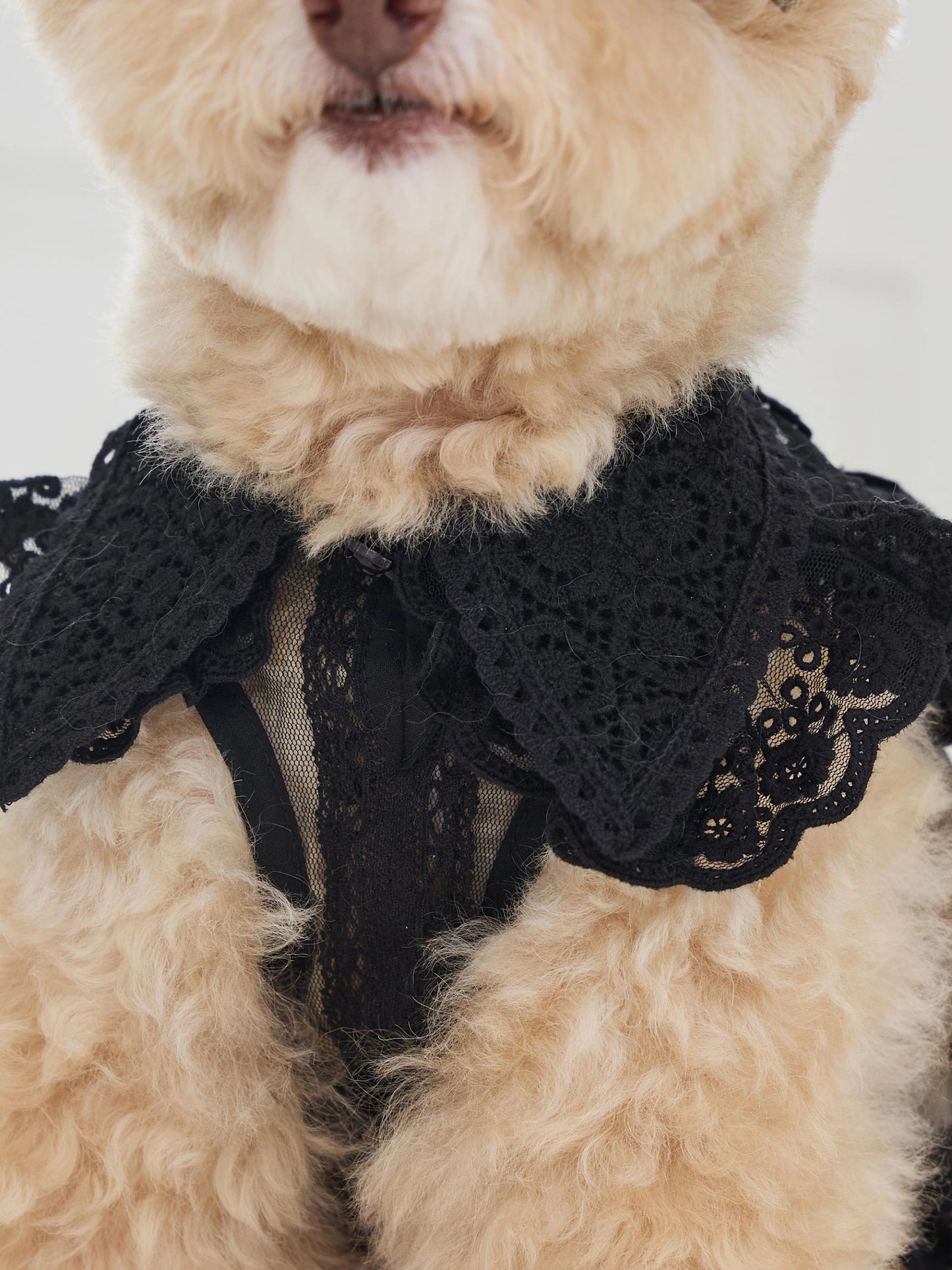 Sweetie Bebe Dress 全3色