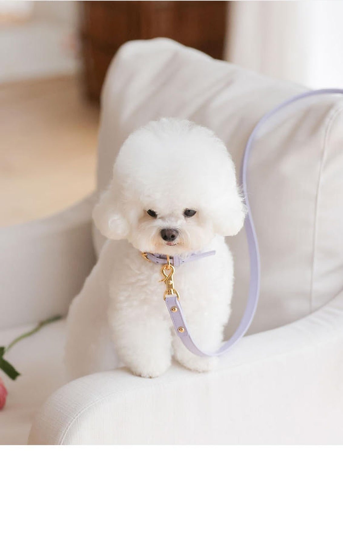 予約 Bloom Leash ラベンダー