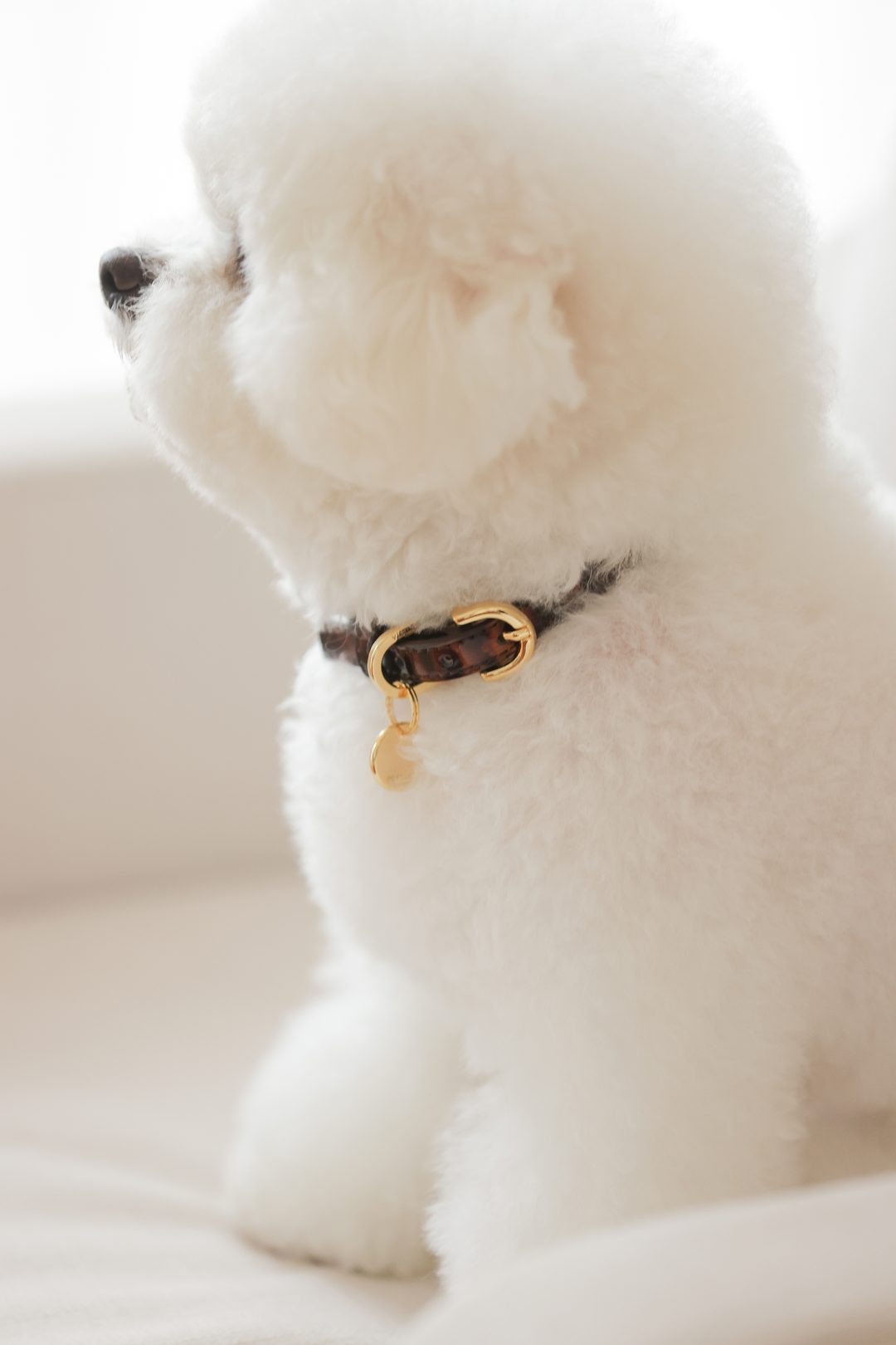 予約 Leopard Patent Collar【迷子札】