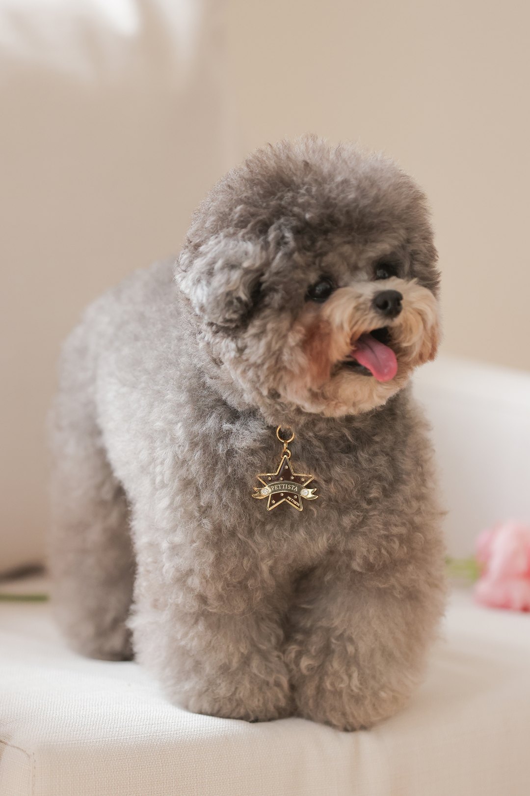 予約 Leopard Patent Collar × Pendant【迷子札】