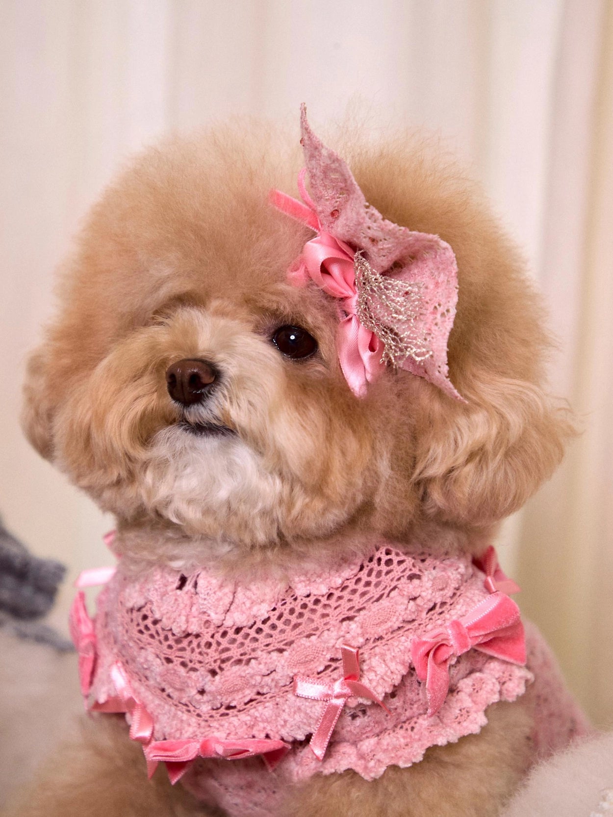 Lace Garden Dress 全3色