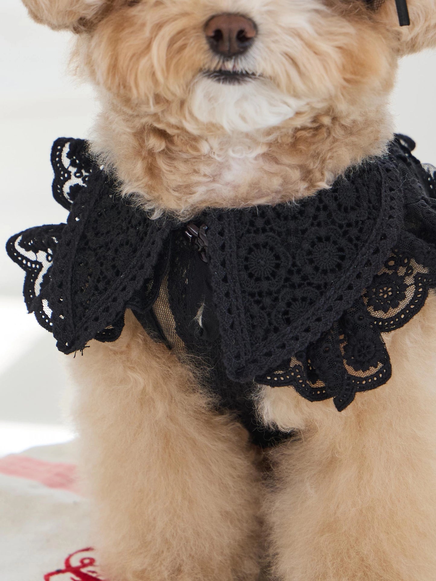 Sweetie Bebe Dress 全3色