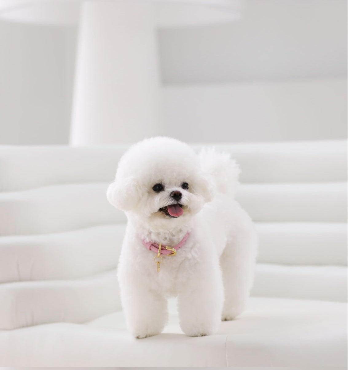 Bloom Leash - ボンボンピンク