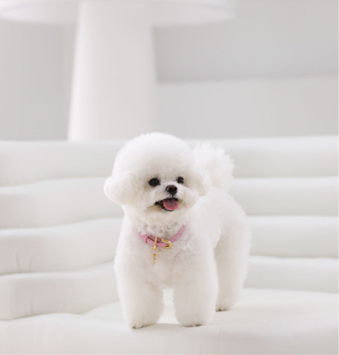 Bloom Collar【迷子札】 ボンボンピンク