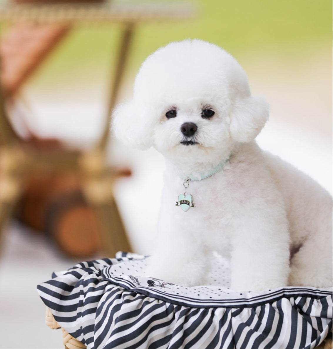 Bloom Collar × In My Heart Pendant【迷子札】 サマーミント