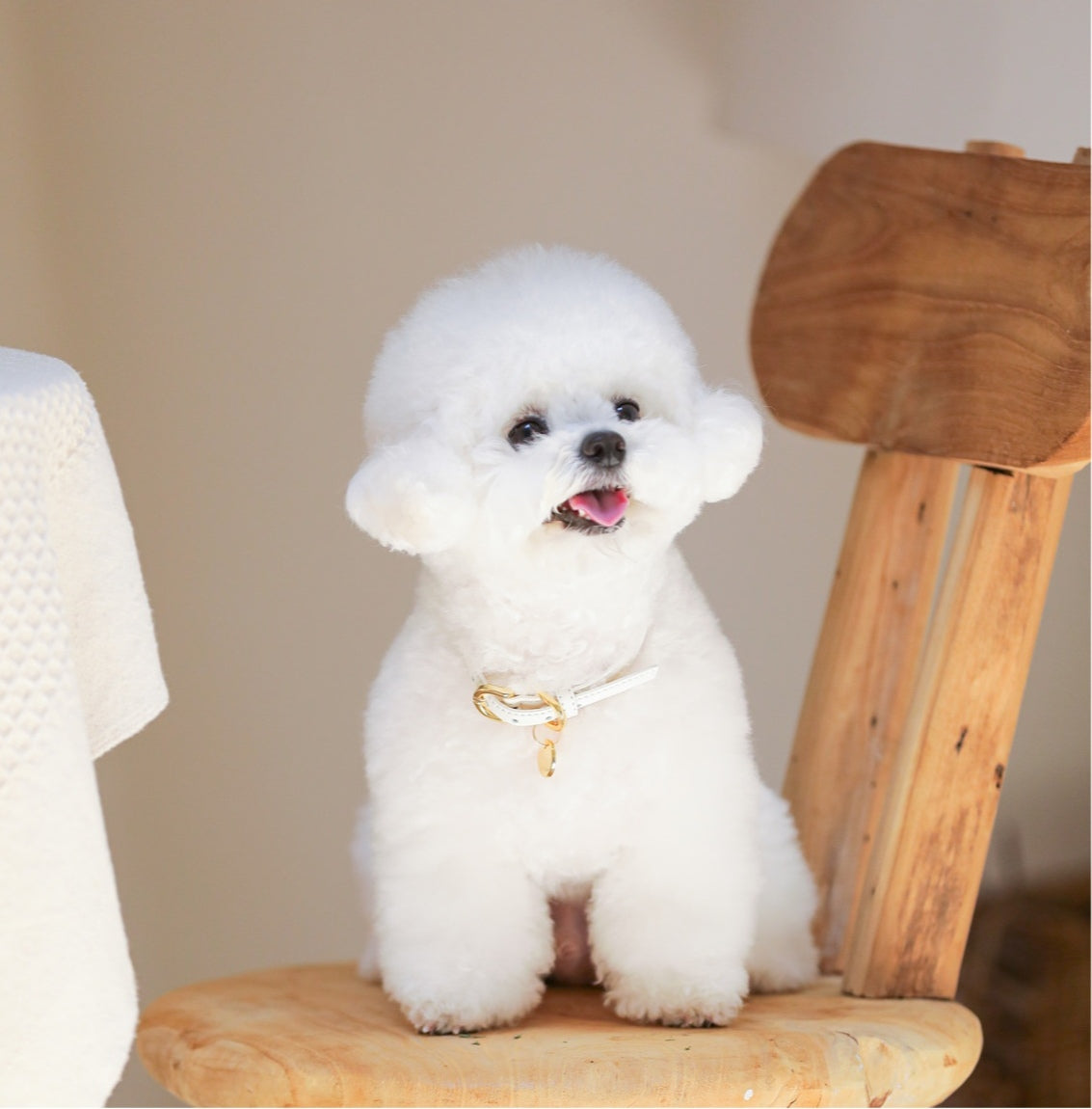 Bloom Collar【迷子札】 バニラクリーム