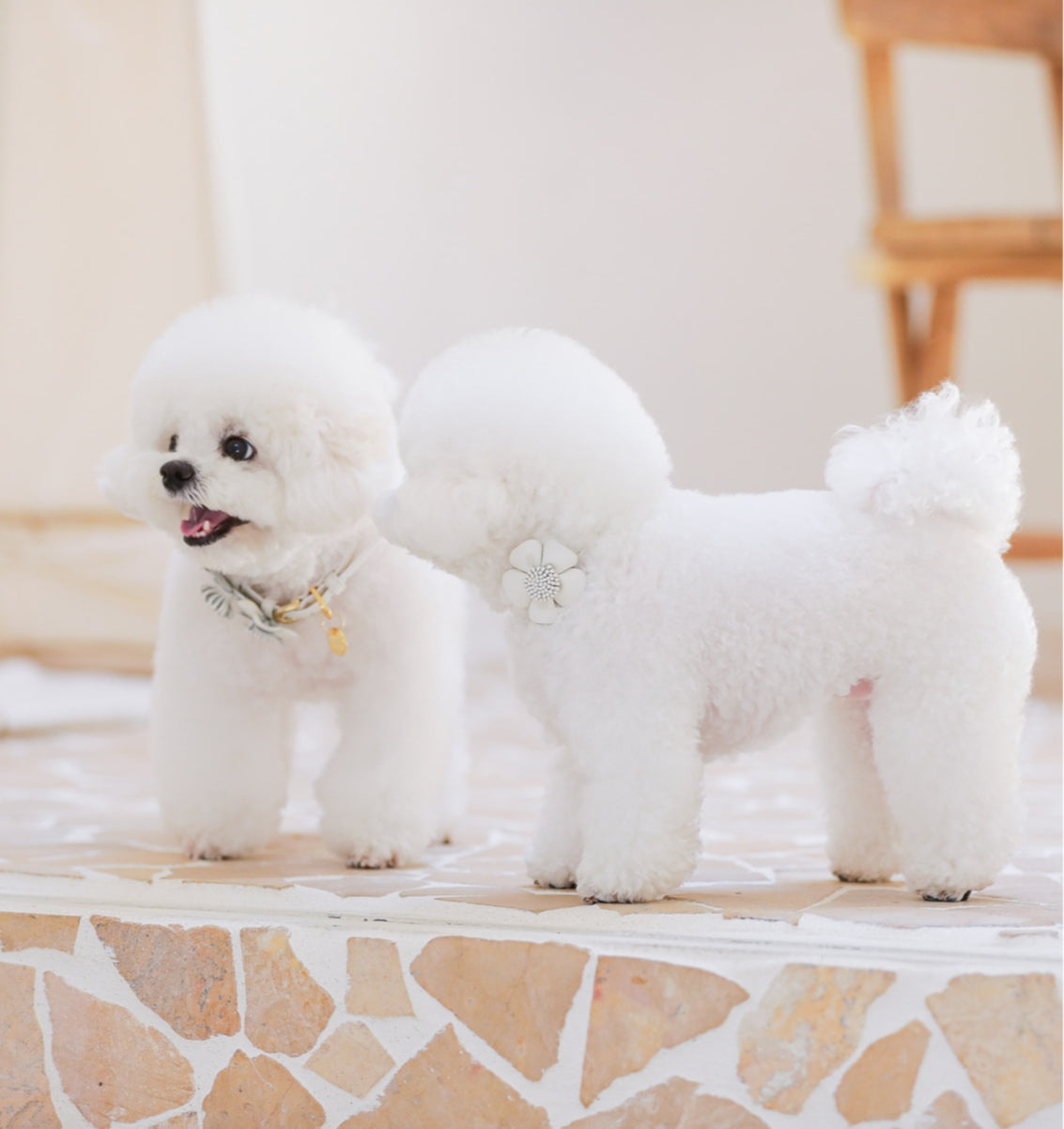 Bloom Leash - オールホワイト