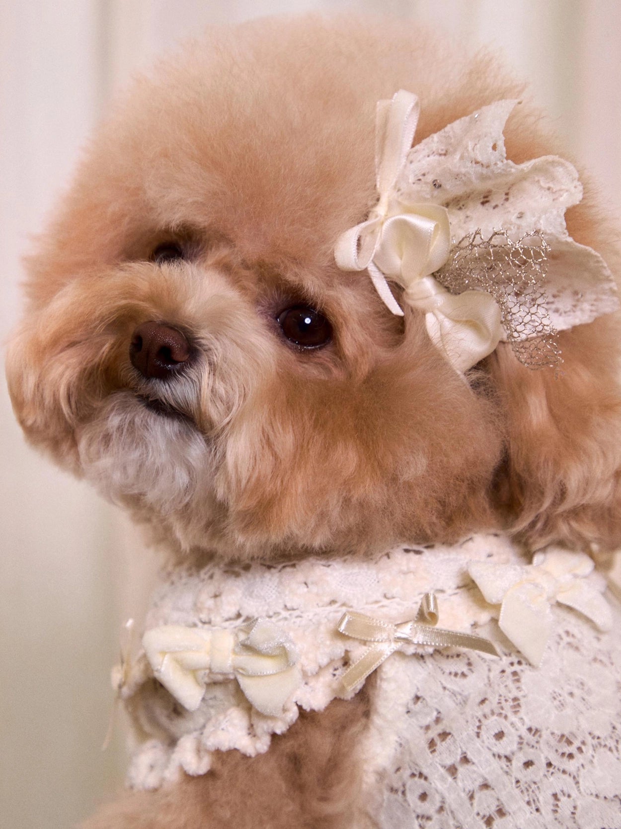 Lace Garden Dress 全3色