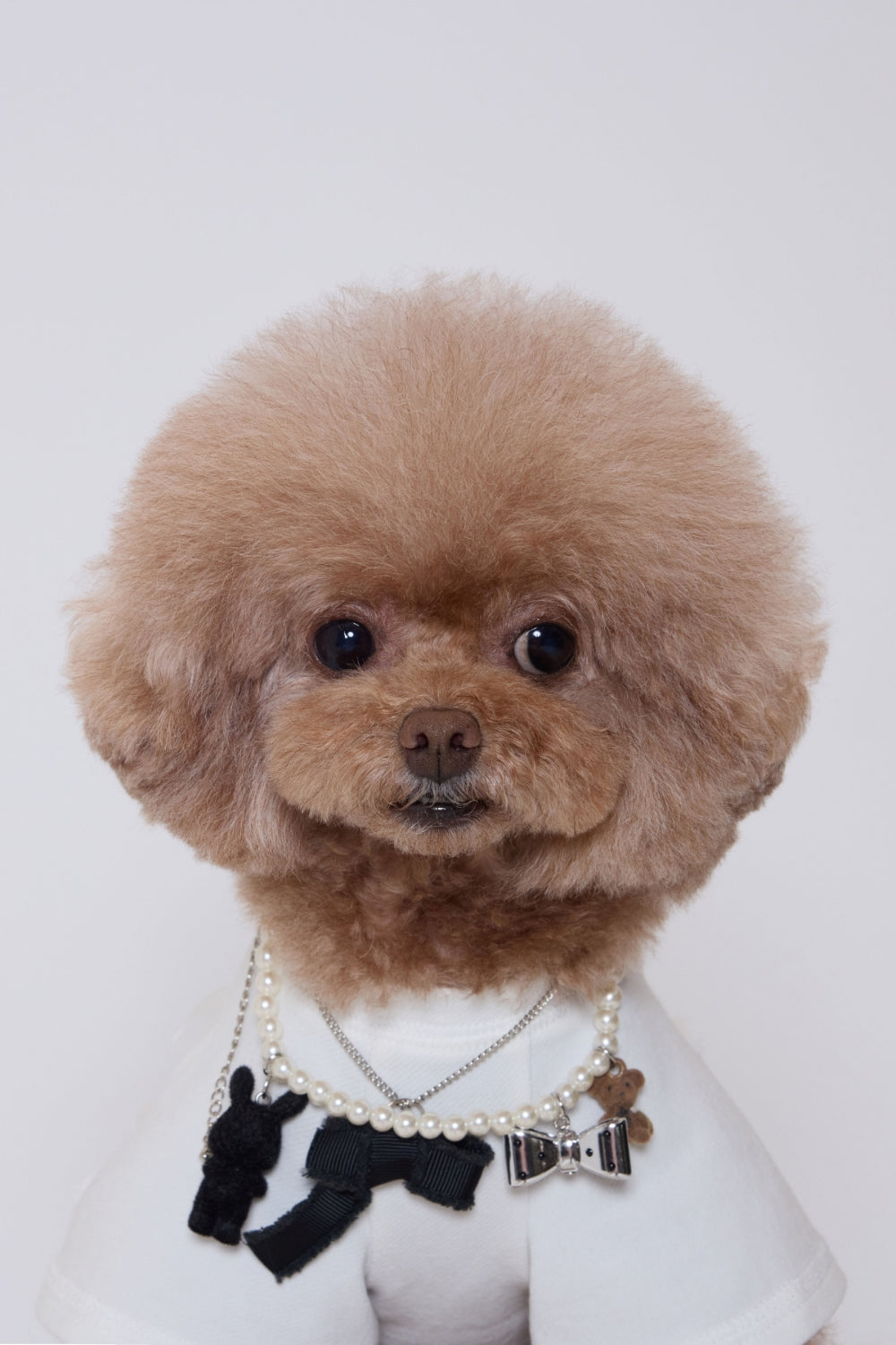 Pure Dog Lace Top ホワイト