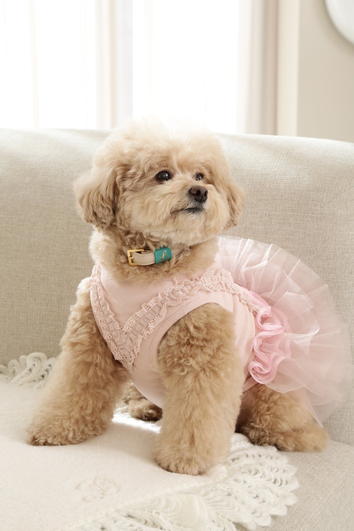 Loving Collar クリームベージュ