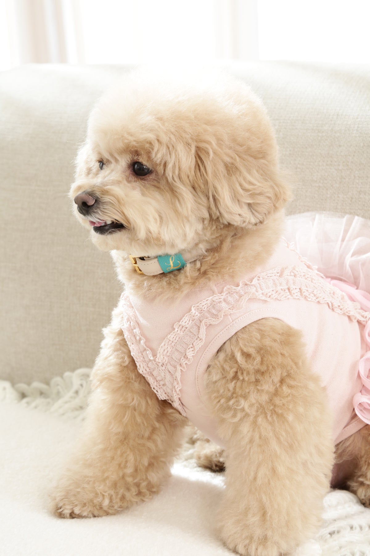 Loving Collar クリームベージュ