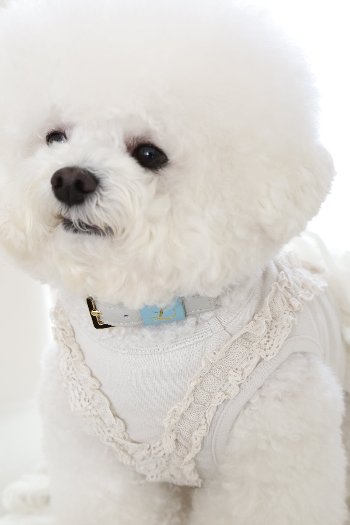 Loving Collar ライトグレー