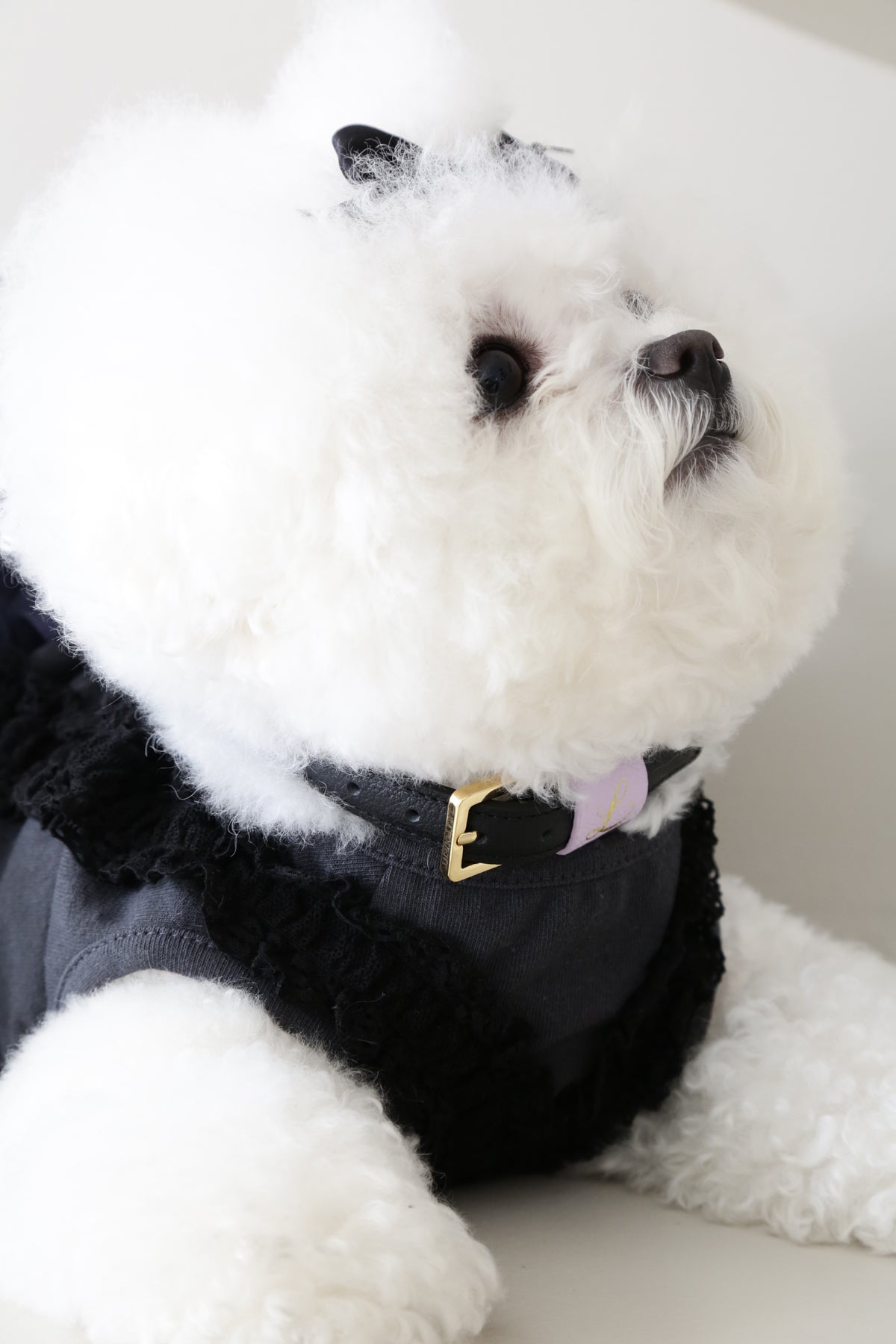 Loving Collar ブラック