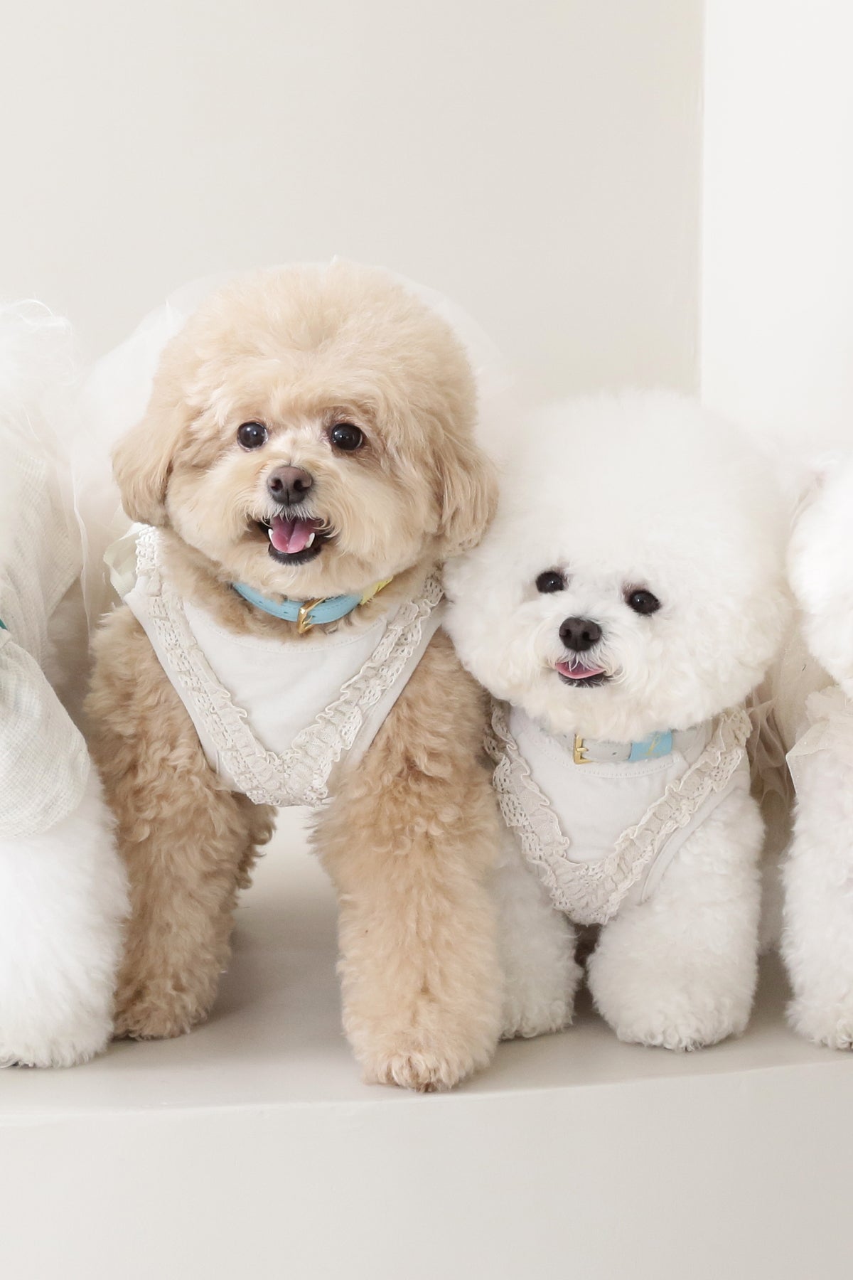 Loving Collar ミント