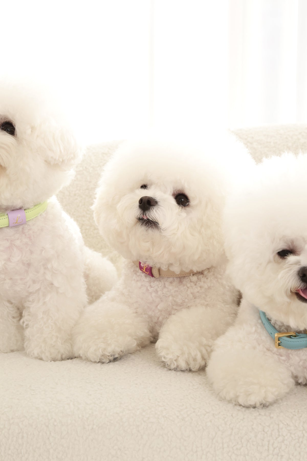 Loving Collar クリームベージュ