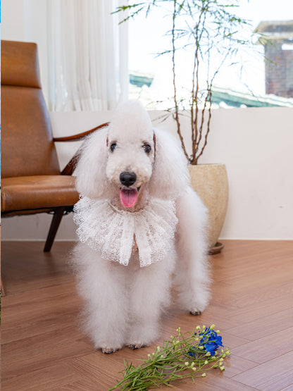 即納 My Little Muse 全3色