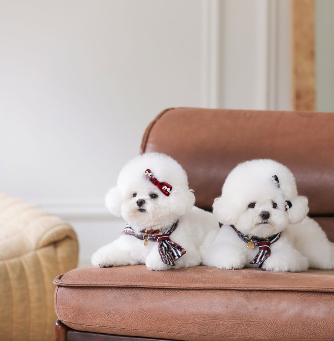 即納 ［Design For Dog x PETTISTA］Velvet Cape Wine&Black