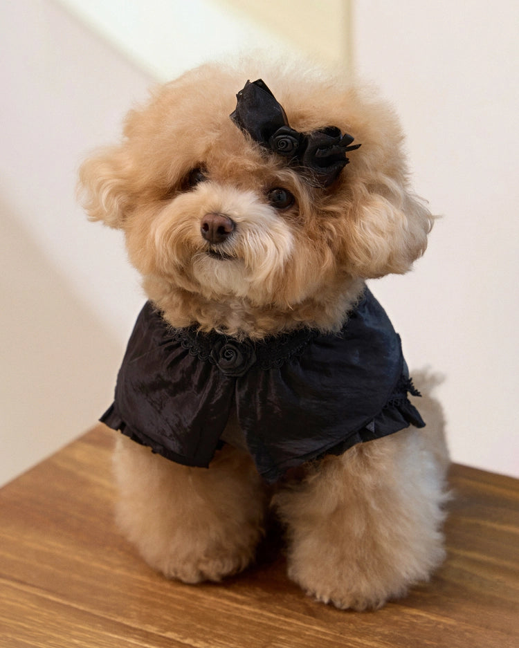 Plié Belle Blouse 全3色