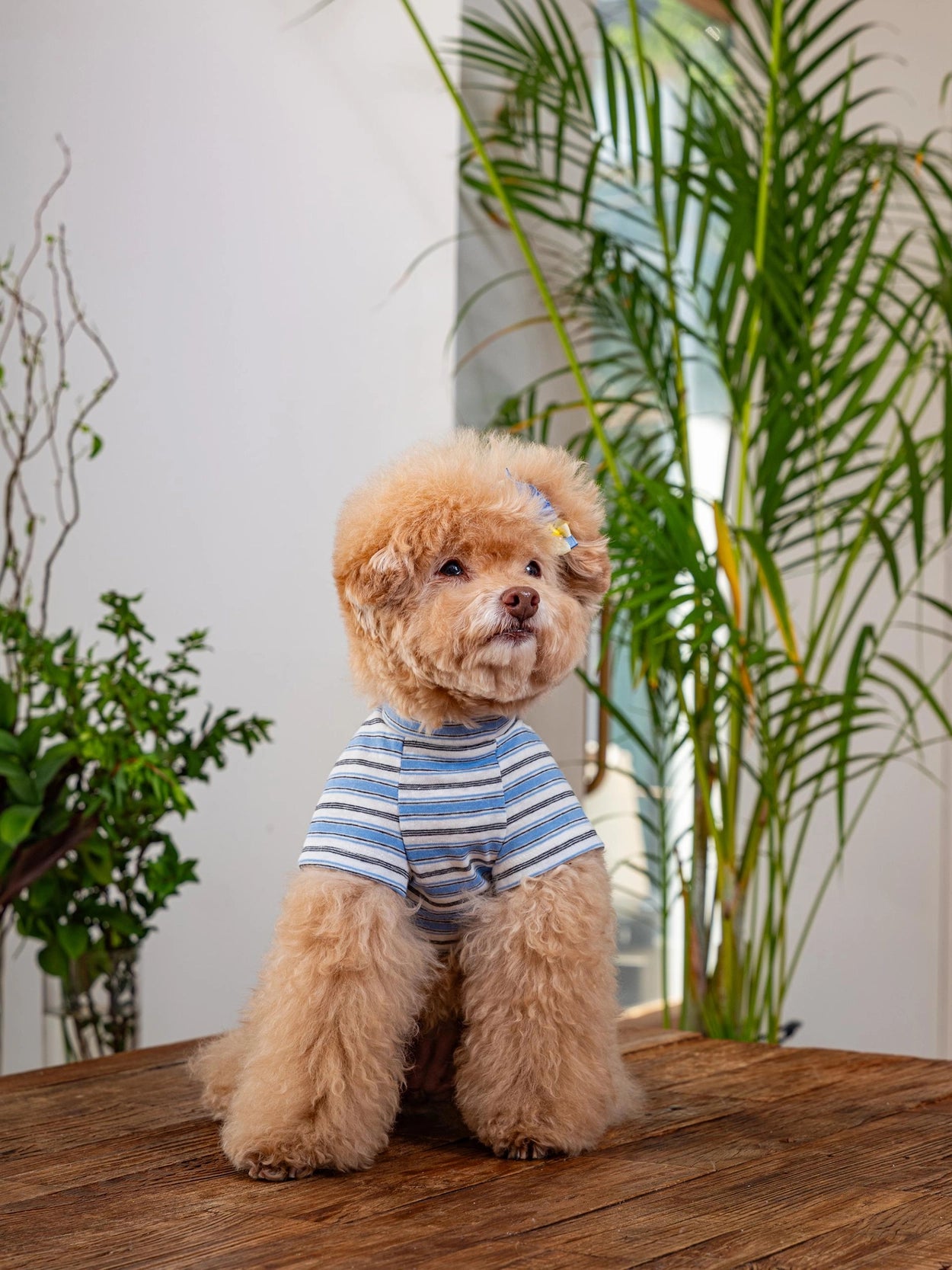 即納 Enjoy Wave T-Shirt 全3色