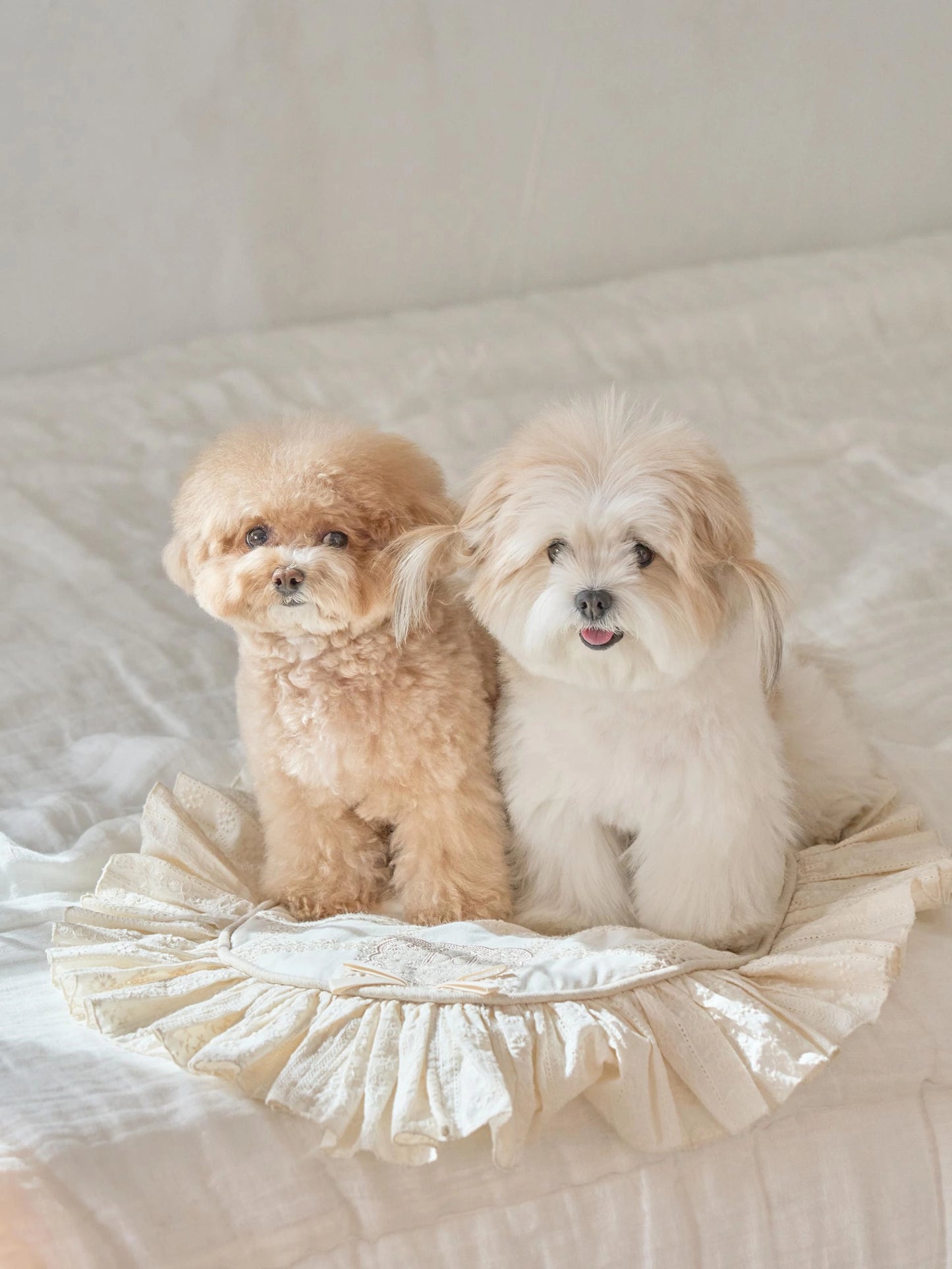 即納 Atelier Blanket 全3色