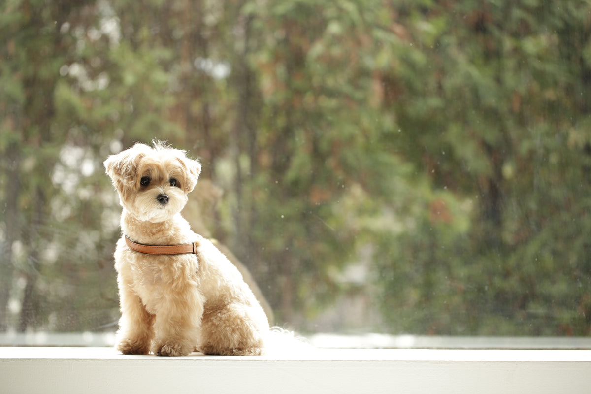 VV Harness キャメル