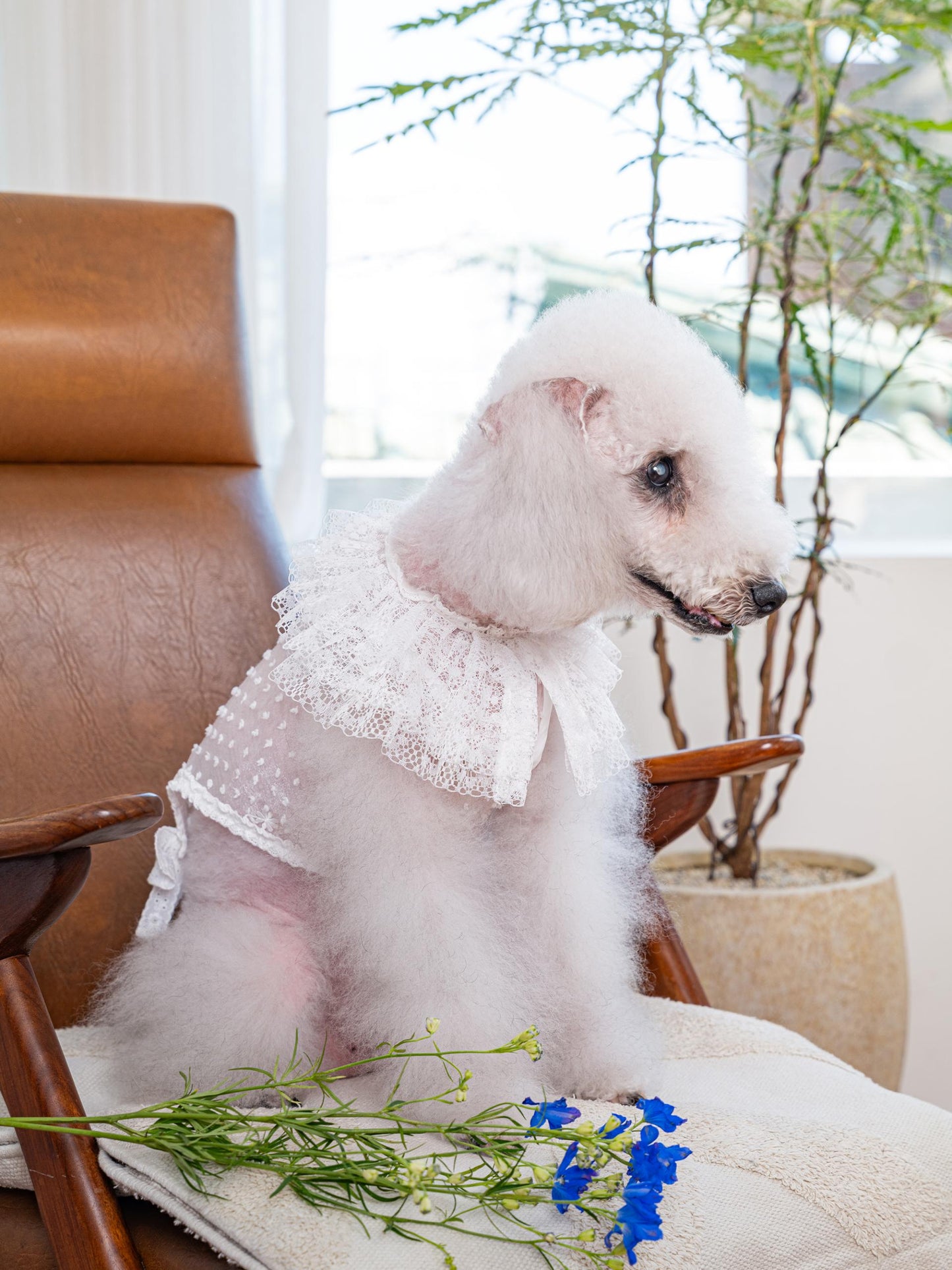 即納 My Little Muse 全3色