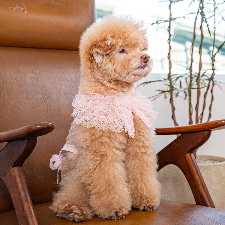 即納 My Little Muse 全3色