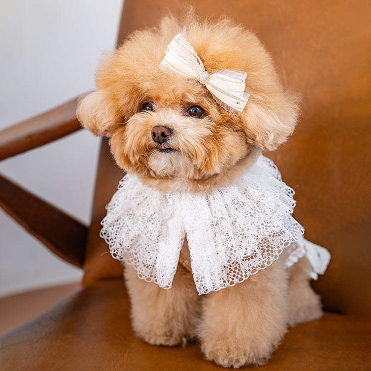 即納 My Little Muse 全3色