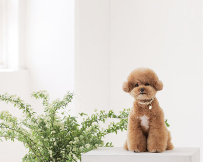 Bloom Collar【迷子札】 ベージュ