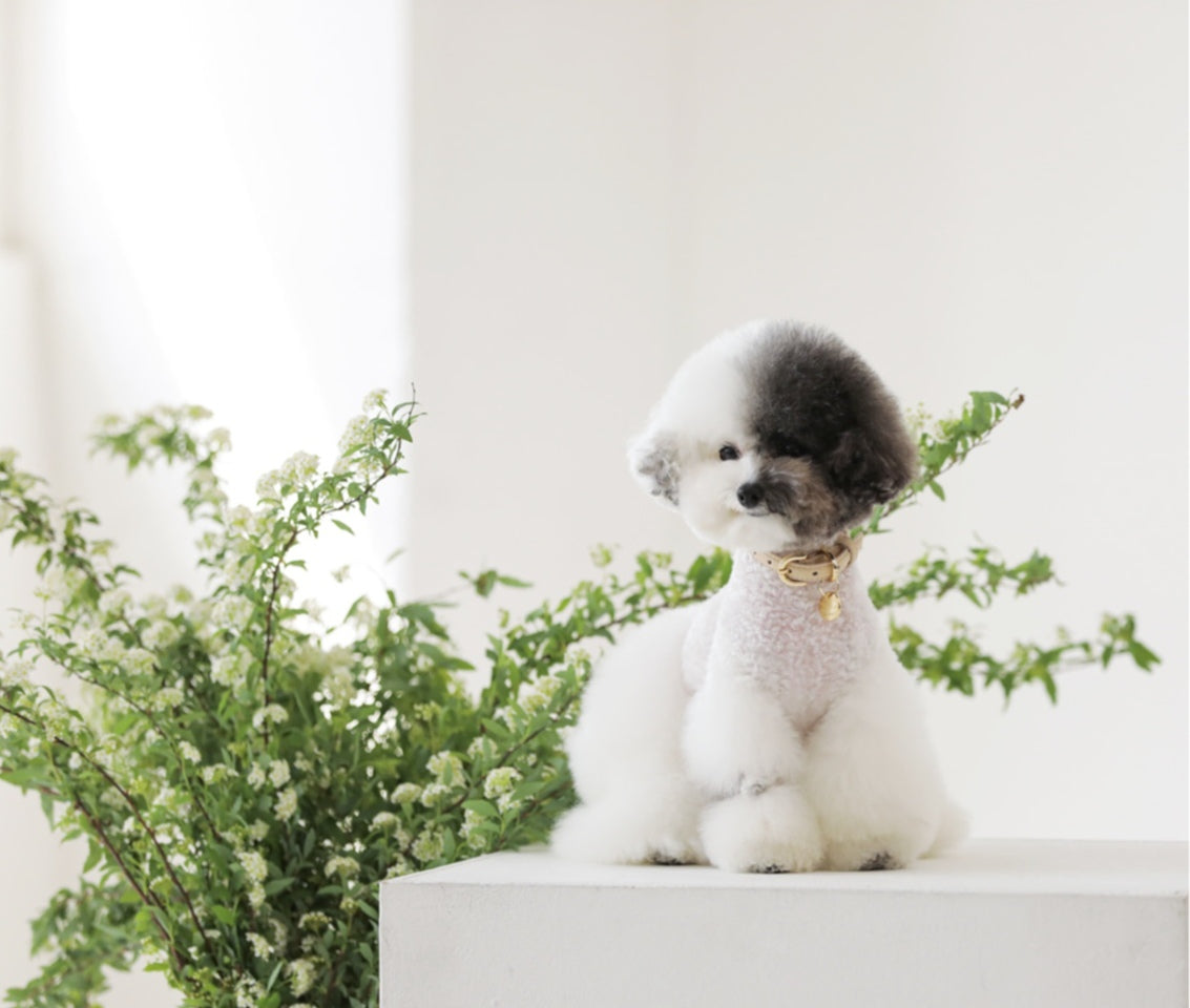 Bloom Collar【迷子札】 ベージュ