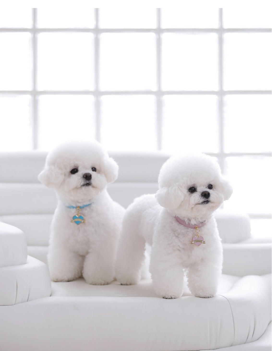 Bloom Collar × In My Heart Pendant【迷子札】 ボンボンピンク