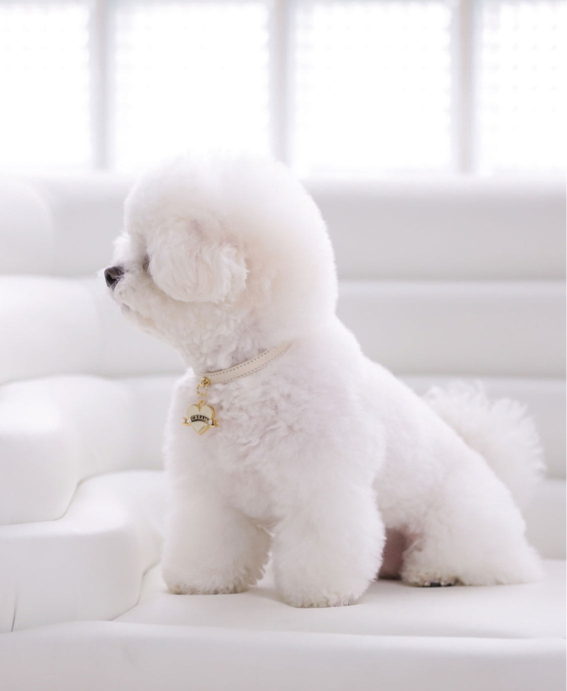 Bloom Collar × In My Heart Pendant【迷子札】 バニラクリーム