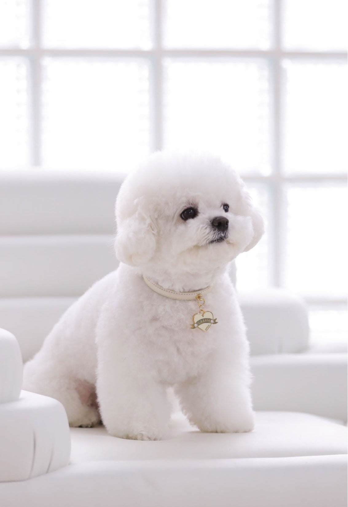 Bloom Collar × In My Heart Pendant【迷子札】 バニラクリーム