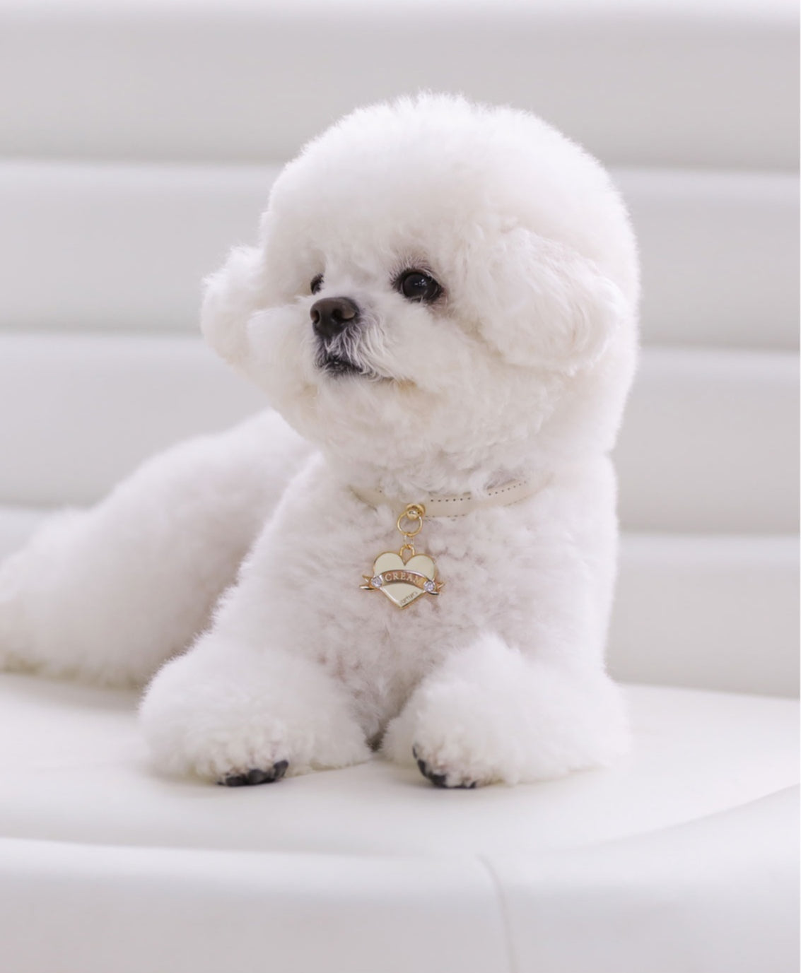 Bloom Collar × In My Heart Pendant【迷子札】 バニラクリーム