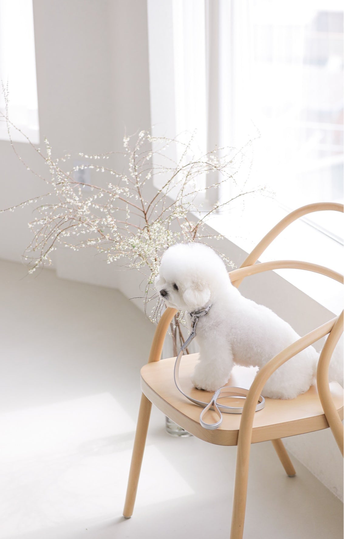 Bloom Collar【迷子札】 シルバー