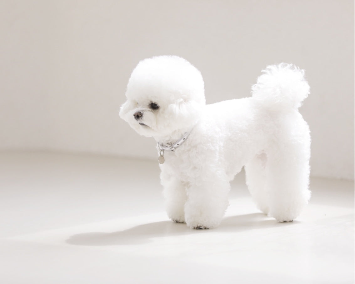 Bloom Collar【迷子札】 シルバー