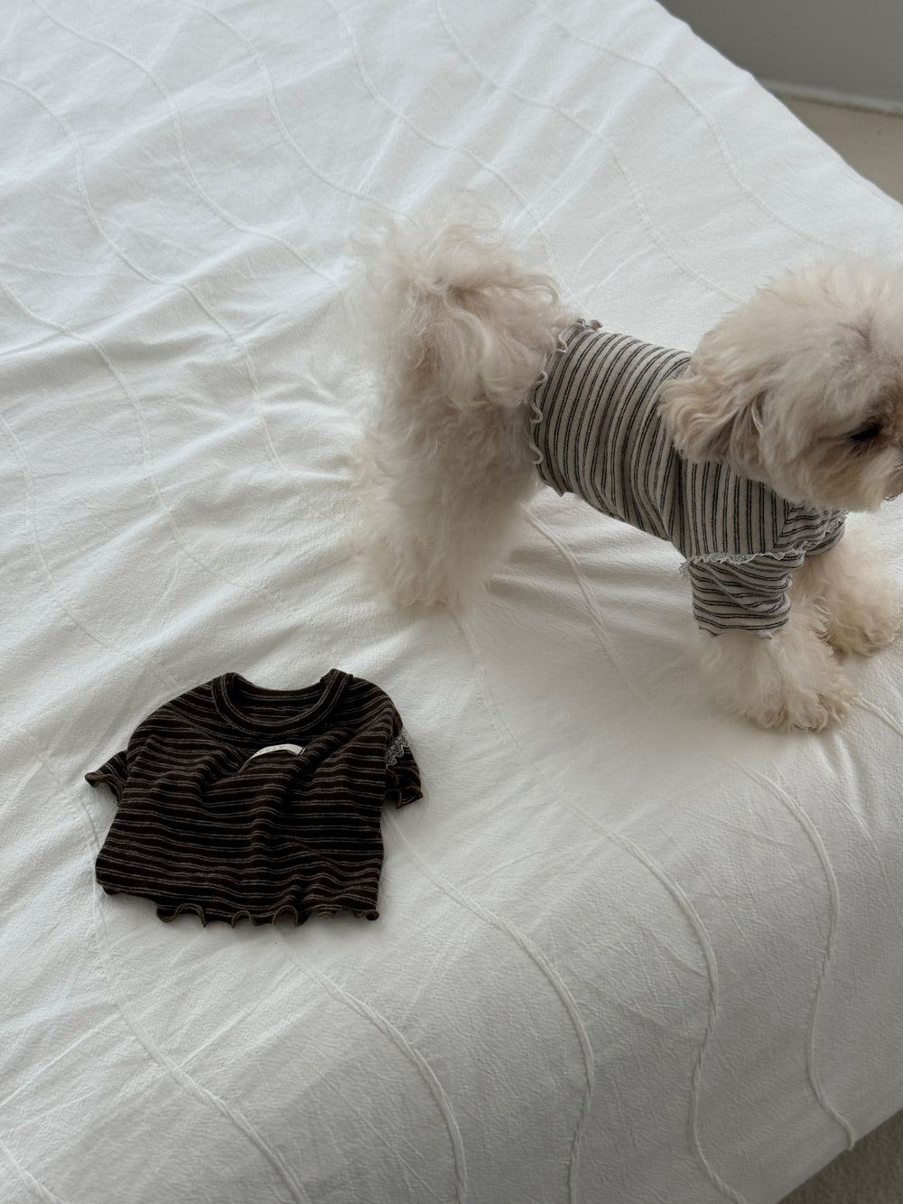 【PRE-ORDER】Wool Stripe Top 全2色