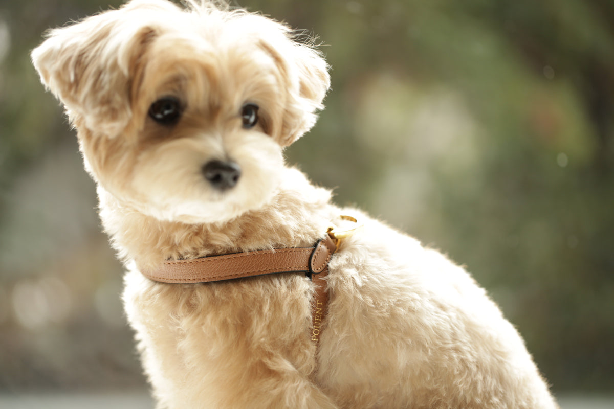 VV Harness キャメル